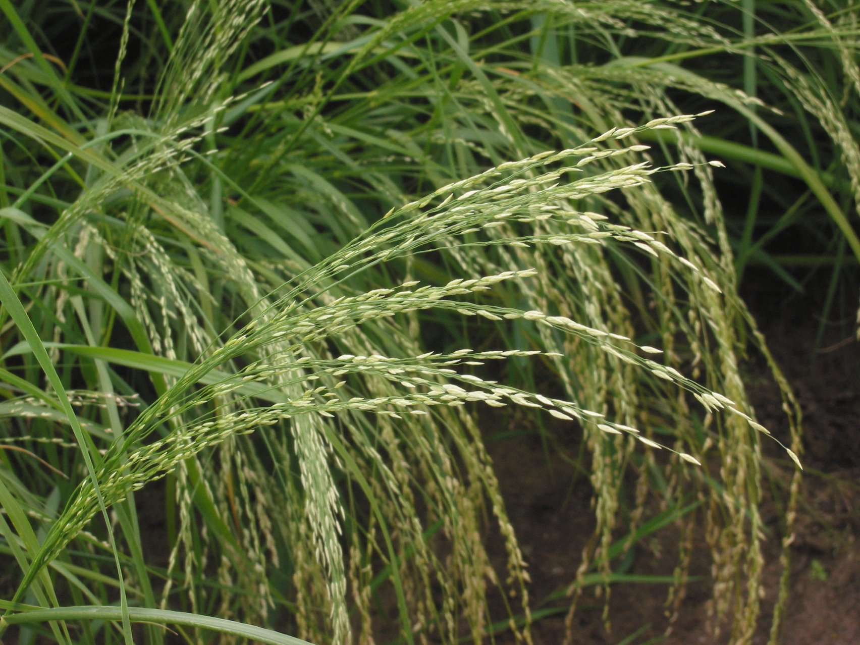Seed Sciences and Technology